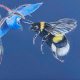 Bees-and-Butterflies image