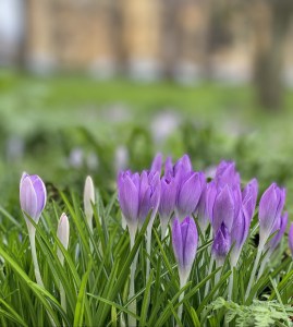 Crocus3