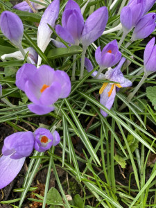 Crocus4