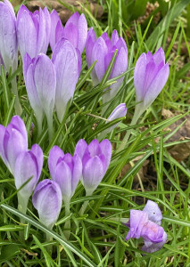 Crocus5